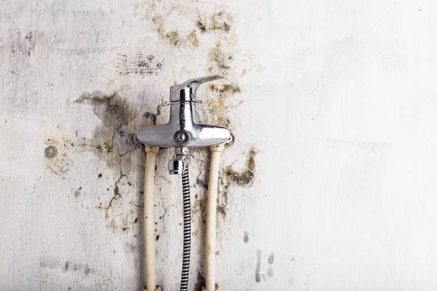 Best Mold Testing and Inspection Services in Jarrettsville, MD