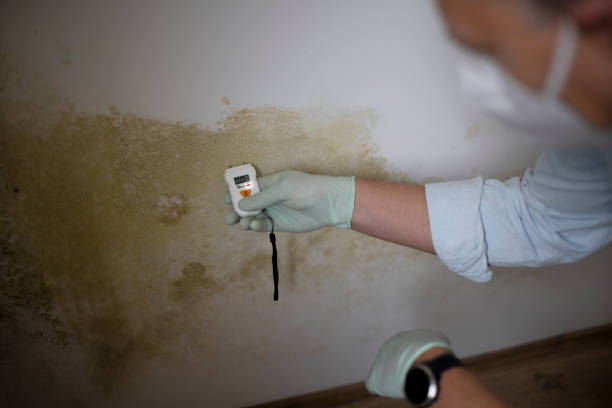 Best Black Mold Remediation in Jarrettsville, MD